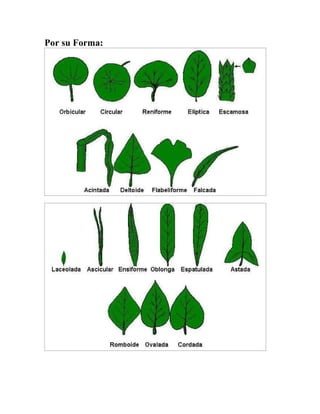 Por su Forma: 
 