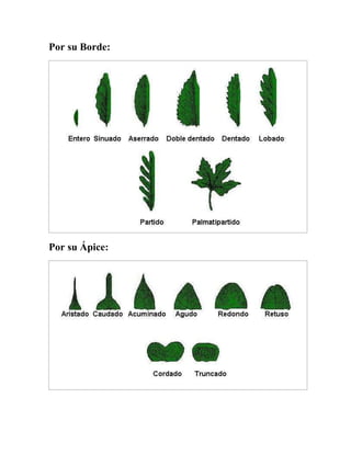 Por su Borde: 
Por su Ápice: 
 