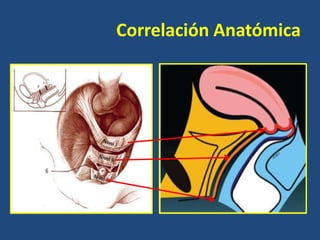 Correlación Anatómica

 
