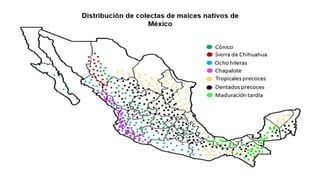 Clasificación racial de colectas nativas de maíces de méxico 