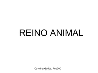 Carolina Gatica. Peb200
REINO ANIMAL
 