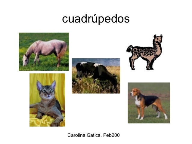 Resultado de imagen para imagenes de cuadrupedos