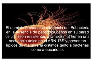 El dominio Archaea se diferencia del Eubacteria en la ausencia de peptidoglucanos en su pared celular (son resistentes a la lisozima) tienen una secuencia única en el ARN 16S y presentan lípidos de membrana distintos tanto a bacterias como a eucariotas 