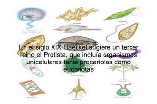 En el siglo XIX Haeckel sugiere un tercer reino el Protista, que incluía organismos unicelulares tanto procariotas como eucariotas 