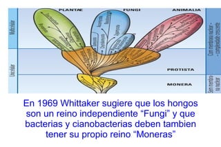 En 1969 Whittaker sugiere que los hongos son un reino independiente “Fungi” y que bacterias y cianobacterias deben tambien tener su propio reino “Moneras” 
