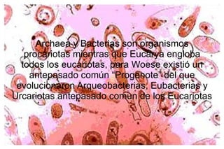 Archaea y Bacterias son organismos procariotas mientras que Eucarya engloba todos los eucariotas, para Woese existió un antepasado común “Progenote” del que evolucionaron Arqueobacterias, Eubacterias y Urcariotas antepasado comun de los Eucariotas 