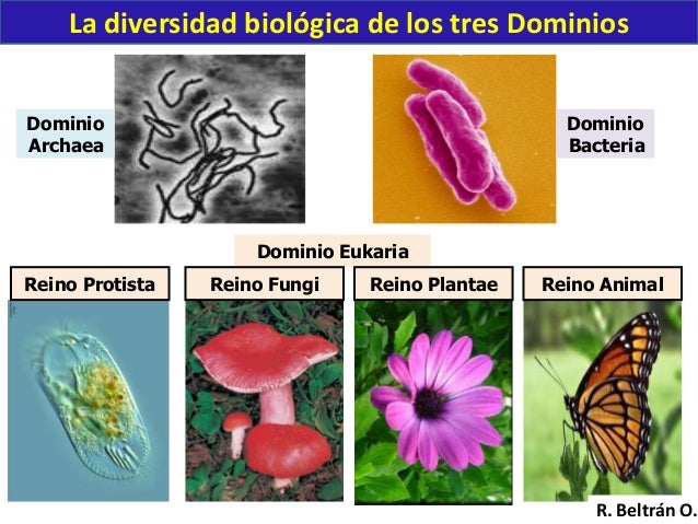 Resultado de imagen para CLASIFICACION SERES VIVOS DOMINIOS