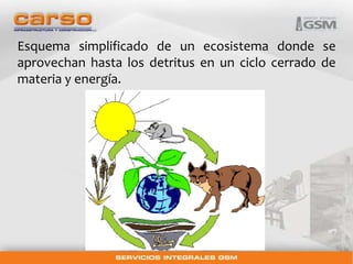Esquema simplificado de un ecosistema donde se 
aprovechan hasta los detritus en un ciclo cerrado de 
materia y energía. 
 
