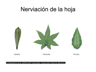 Nerviación de la hoja 