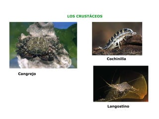 LOS CRUSTÁCEOS

Cochinilla

Cangrejo

Langostino

 