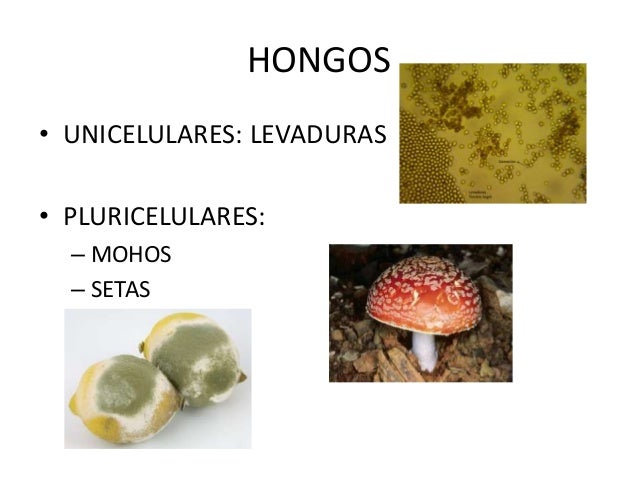 Clasificacion.ejemplos
