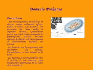 Dominio Prokarya 
Procariotas 
Son microorganismos unicelulares de 
diversas formas incluyendo esferas, 
bacilos y hélices. Las bacterias son 
procariotas (no tienen núcleo ni 
organelos internos. Generalmente 
poseen una pared celular compuesta de 
peptidoglicano. Muchas bacterias 
disponen de flagelos o de otros sistemas 
de desplazamiento pudiendo ser 
móviles. 
Las bacterias son los organismos más 
abundantes del planeta. 
Encontrándose en todo hábitat de la 
tierra. 
Las bacterias son imprescindibles para 
el reciclaje de los elementos, pues 
muchos pasos importantes de los ciclos 
de la naturaleza. 
 