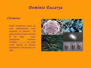 Dominio Eucarya 
Chromista 
Puede considerarse tanto un 
reino independiente como 
integrado en Protista. El 
grupo incluye la gran mayoría 
de las algas cuyos 
cloroplastos contienen 
clorofilas a y c, así como 
varias especies sin colorear 
íntimamente relacionadas con 
ellas. 
 