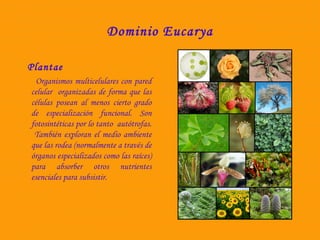 Dominio Eucarya 
Plantae 
Organismos multicelulares con pared 
celular organizadas de forma que las 
células posean al menos cierto grado 
de especialización funcional. Son 
fotosintéticas por lo tanto autótrofas. 
También exploran el medio ambiente 
que las rodea (normalmente a través de 
órganos especializados como las raíces) 
para absorber otros nutrientes 
esenciales para subsistir. 
 