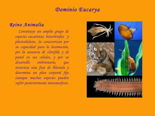 Dominio Eucarya 
Reino Animalia 
Constituye un amplio grupo de 
especies eucariotas, heterótrofas y 
pluricelulares. Se caracterizan por 
su capacidad para la locomoción, 
por la ausencia de clorofila y de 
pared en sus células, y por su 
desarrollo embrionario, que 
atraviesa una fase de blástula y 
determina un plan corporal fijo 
(aunque muchas especies pueden 
sufrir posteriormente metamorfosis 
 