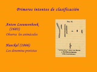 Primeros intentos de clasificación 
Anton Leeuwenhoek 
(1683) 
Observa los animáculos 
Haeckel (1866) 
Los denomina protistas 
 