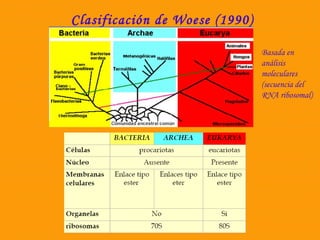 Clasificación de Woese (1990) 
Basada en 
análisis 
moleculares 
(secuencia del 
RNA ribosomal) 
 
