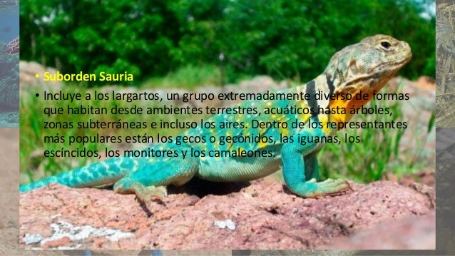 Porque Los Reptiles Reciben Ese Nombre