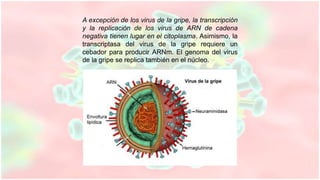 A excepción de los virus de la gripe, la transcripción
y la replicación de los virus de ARN de cadena
negativa tienen lugar en el citoplasma. Asimismo, la
transcriptasa del virus de la gripe requiere un
cebador para producir ARNm. El genoma del virus
de la gripe se replica también en el núcleo.
 