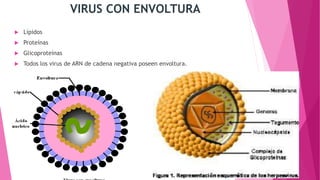 VIRUS CON ENVOLTURA
 Lípidos
 Proteínas
 Glicoproteínas
 Todos los virus de ARN de cadena negativa poseen envoltura.
 