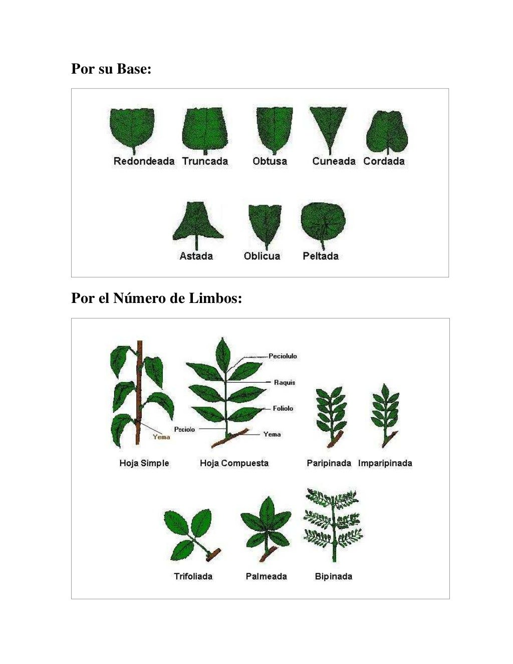 Clasificacion de las plantas por hojas