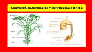 TAXONOMÍA, CLASIFICACIÓN Y MORFOLOGÍA: A R R O Z
 