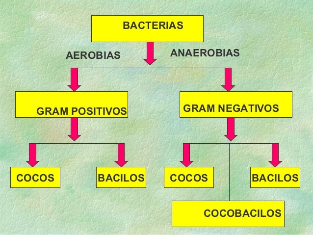 Clasificacion bacteriana