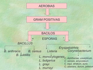 AEROBIAS GRAM POSITIVAS BACILOS ESPORAS + - BACILLUS Listeria Corynebacterium C. diphtheriae, urealyticum  C. xerosis, amy...