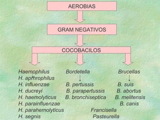 AEROBIAS GRAM NEGATIVOS COCOBACILOS Haemophilus  Bordetella  Brucellas H. aprhrophilus H. influenzae  B. pertussis  B. sui...