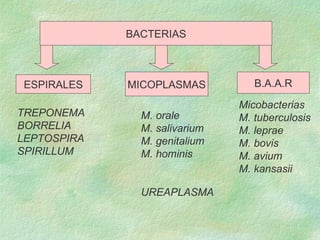 BACTERIAS Micobacterias M. tuberculosis M. leprae M. bovis M. avium M. kansasii TREPONEMA BORRELIA LEPTOSPIRA SPIRILLUM ES...