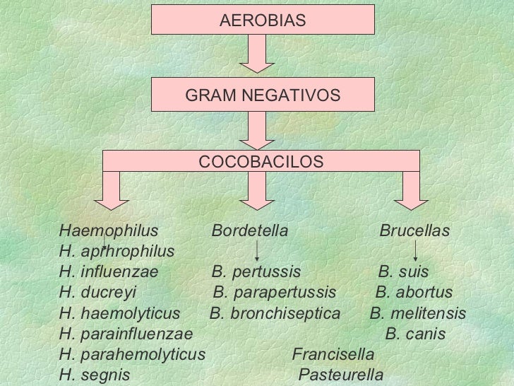 Clasificacion bacteriana