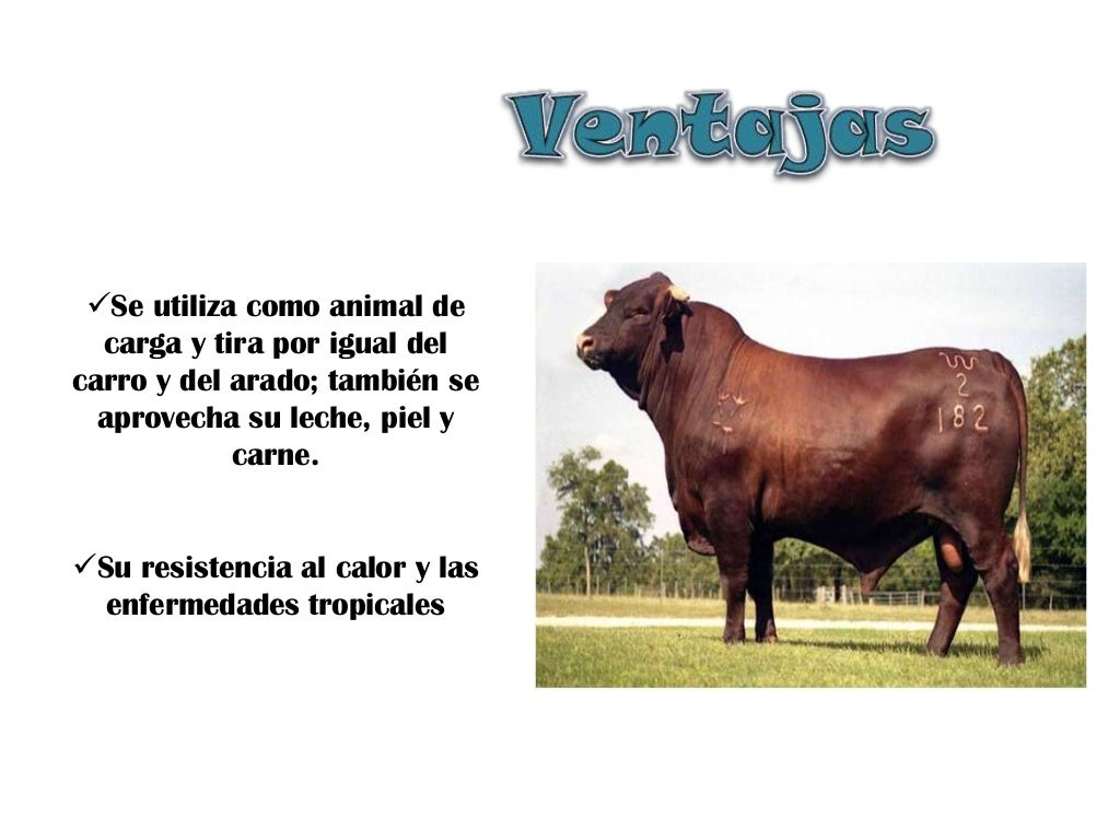 Clasificacion bos taurus y bos indicus