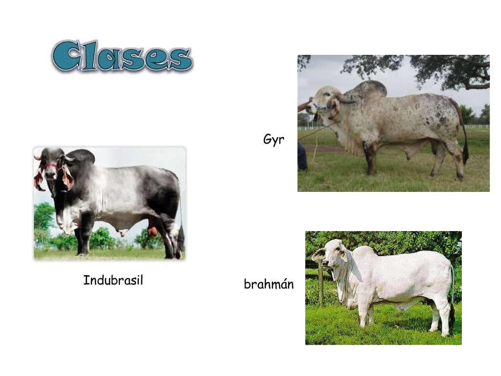 Clasificacion bos taurus y bos indicus