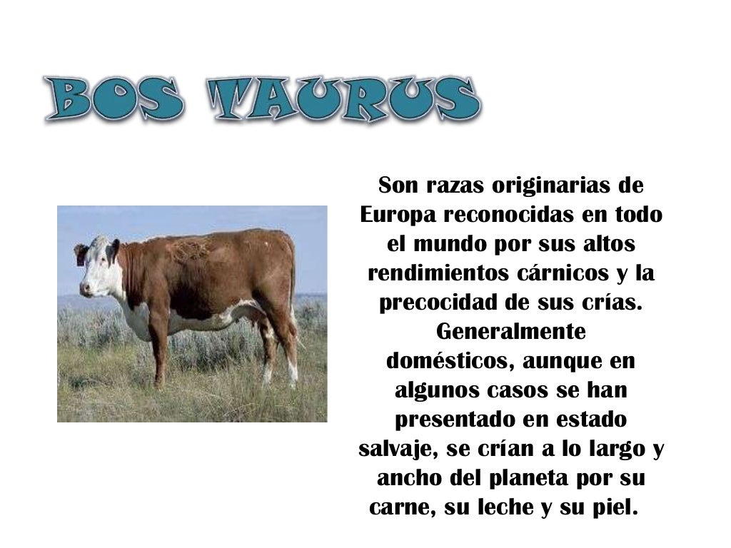 Clasificacion bos taurus y bos indicus