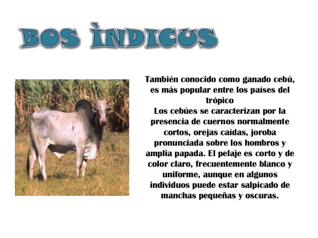 Clasificacion bos taurus y bos indicus
