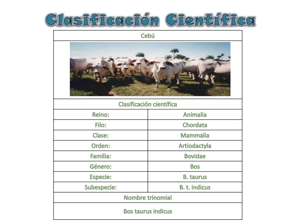 Clasificacion bos taurus y bos indicus