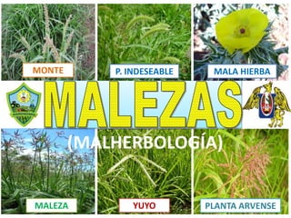 MALEZA YUYO PLANTA ARVENSE
MONTE P. INDESEABLE MALA HIERBA
(MALHERBOLOGÍA)
 