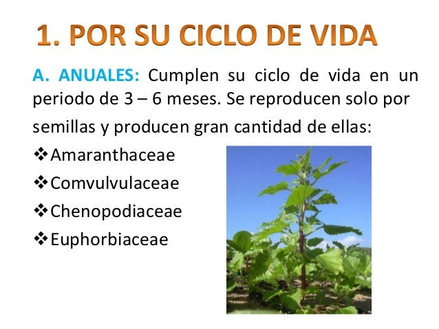 Clasificacion botanica de las malezas