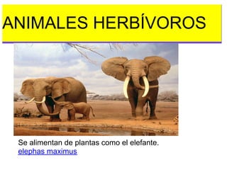 ANIMALES HERBÍVOROS
 esto es una prueba. clic para añadir co
                  Haz




 Se alimentan de plantas como el elefante.
 elephas maximus
 