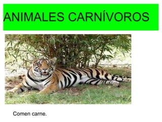 ANIMALES CARNÍVOROS
 esto es una prueba. clic para añadir co
                 Haz




 Comen carne.
 