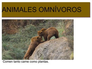 ANIMALES OMNÍVOROS
  esto es una prueba.




Comen tanto carne como plantas.
 