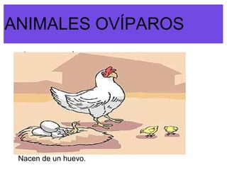 ANIMALES OVÍPAROS
 esto es una prueba.




 Nacen de un huevo.
 