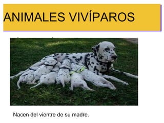 ANIMALES VIVÍPAROS
 esto es una prueba.




 Nacen del vientre de su madre.
 