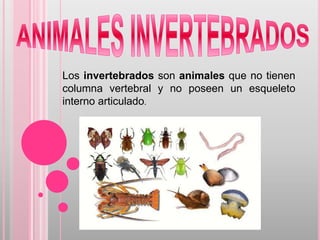 Los invertebrados son animales que no tienen
columna vertebral y no poseen un esqueleto
interno articulado.
 