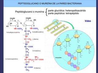 PEPTIDOGLUCANO O MUREÍNA DE LA PARED BACTERIANA
Peptidoglucano o mureína parte glucídica: heteropolisacárido
parte peptídica: tetrapéptido
Vídeo
 