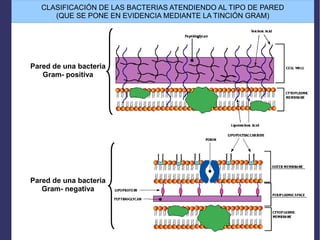 Pared de una bacteria
Gram- negativa
Pared de una bacteria
Gram- positiva
CLASIFICACIÓN DE LAS BACTERIAS ATENDIENDO AL TIPO DE PARED
(QUE SE PONE EN EVIDENCIA MEDIANTE LA TINCIÓN GRAM)
 