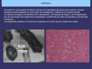 CÁPSULA
Consiste en una gruesa envoltura viscosa de naturaleza glucídica que poseen muchas
bacterias (está presente en casi todas las patógenas), rodeando a la pared celular.
La cápsula protege a la bacteria de la desecación, del ataque de fagos y de la fagocitosis
por los leucocitos del organismo hospedador, confiriendo por ello a la bacteria una elevada
virulencia.
Las bacterias pueden o no formar la cápsula en función de los medios de cultivo.
 