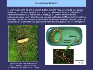 Cromosoma de E. coli extendido por
shock osmótico 1200 µm de long.
(Dr. Gopal Murti/Science Photo Library)
El DNA bacteriano es una molécula dúplex, circular y superenrollada (asociada a
proteínas no histonas) localizada en una zona del citososl llamada “ nucleoide“ y
normalmente unida a la membrana. Constituye el “cromosoma bacteriano“.
La bacteria puede tener, además, una o varias moléculas de DNA extracromosómico
de menor tamaño denominadas “plásmidos“ en los que suelen localizarse genes de
resistencia a los antibióticos o genes que intervienen en procesos de “ conjugación“
GENOMA BACTERIANO
 