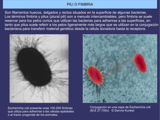 Escherichia coli presenta unas 100-200 fimbrias
que utiliza para adherirse a las células epiteliales
o al tracto urogenital de los animales.
Son filamentos huecos, delgados y rectos situados en la superficie de algunas bacterias.
Los términos fimbria y pilus (plural pili) son a menudo intercambiables, pero fimbria se suele
reservar para los pelos cortos que utilizan las bacterias para adherirse a las superficies, en
tanto que pilus suele referir a los pelos ligeramente más largos que se utilizan en la conjugación
bacteriana para transferir material genético desde la célula donadora hasta la receptora.
Conjugación en una cepa de Escherichia coli
(M.E 27.700x) © Dennis Kunkel
PILI O FIMBRIA
 