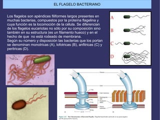 Los flagelos son apéndices filiformes largos presentes en
muchas bacterias, compuestos por la proteína flagelina y
cuya función es la locomoción de la célula. Se diferencian
de los flagelos eucariotas no sólo por su composición sino
también en su estructura (es un filamento hueco) y en el
hecho de que no está rodeado de membrana.
Según su número y disposición las bacterias que los portan
se denominan monotricas (A), lofotricas (B), anfitricas (C) y
peritricas (D).
EL FLAGELO BACTERIANO
 